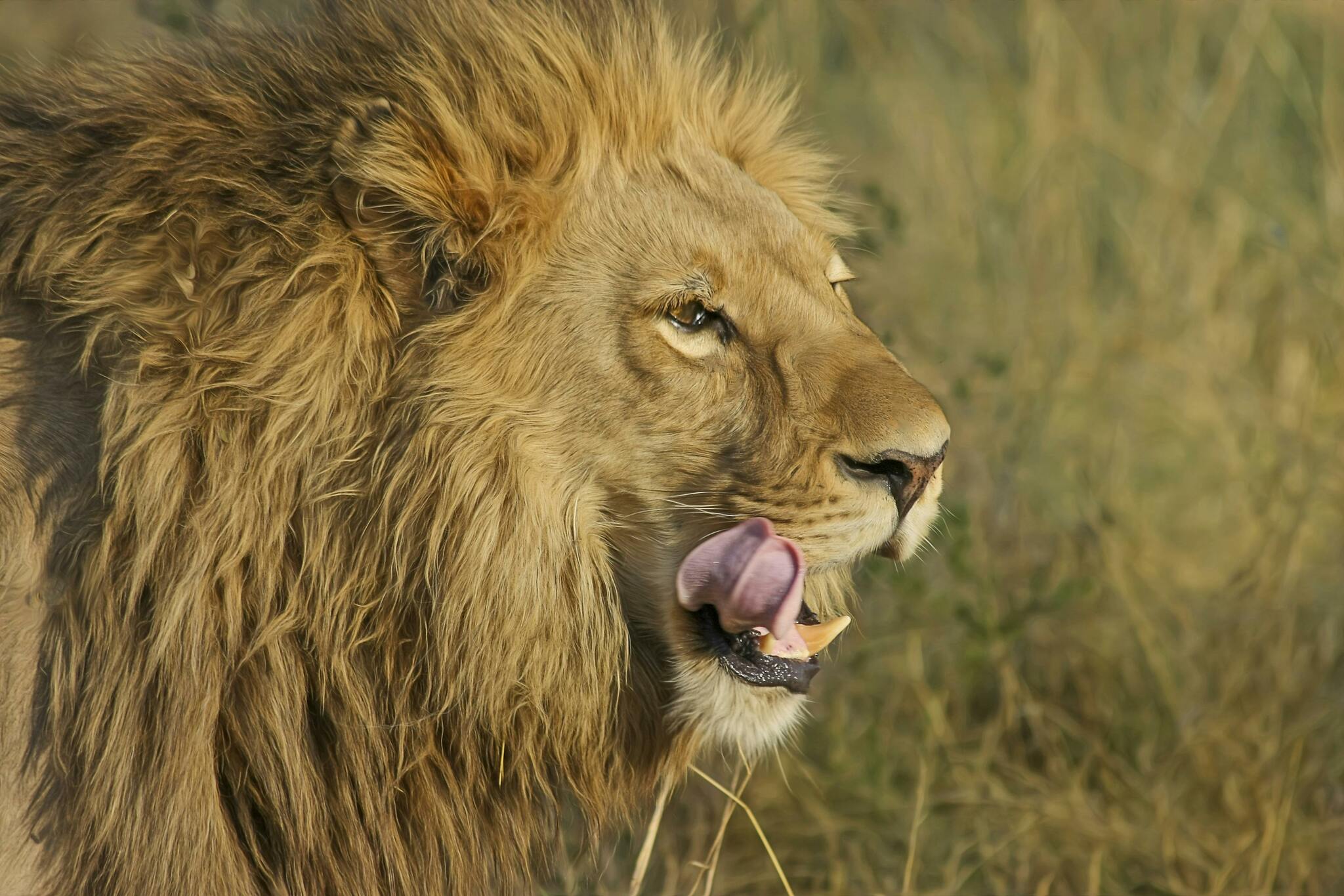 lion-on-green-grass-field